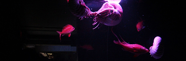 Media file: IMG_6193_652X217_nautilus.jpg