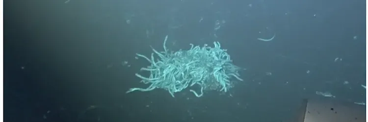 Darkened terrain, punctuated by a single cluster of dead marine worms, was a sign of cooled fresh lava after an undersea volcanic eruption in waters about 1,300 miles west of Costa Rica.