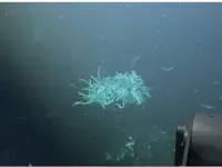 Darkened terrain, punctuated by a single cluster of dead marine worms, was a sign of cooled fresh lava after an undersea volcanic eruption in waters about 1,300 miles west of Costa Rica.